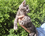 Кошки в Санкт-Петербурге: котенок Мейн кун из питомника Девочка, 80 000 руб. - фото 1
