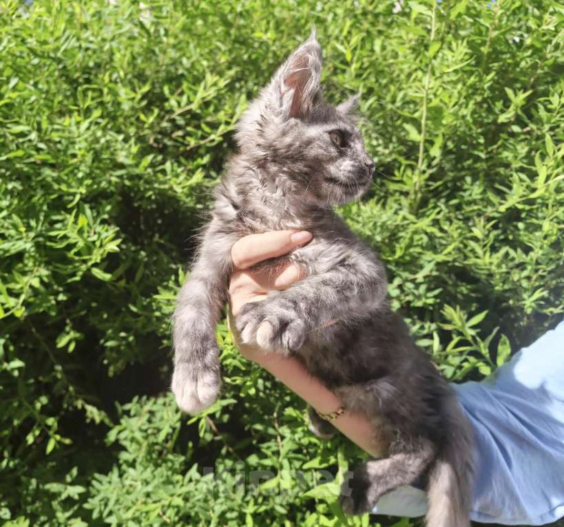 Кошки в Санкт-Петербурге: котенок Мейн кун из питомника Девочка, 80 000 руб. - фото 1