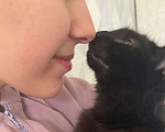 Кошки в Москве: Черный Бумер Мальчик, Бесплатно - фото 4
