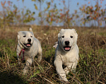 Собаки в Краснодаре: Щенки алабая Мальчик, 50 000 руб. - фото 5