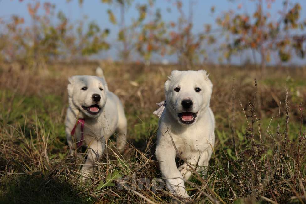 Собаки в Краснодаре: Щенки алабая Мальчик, 50 000 руб. - фото 5