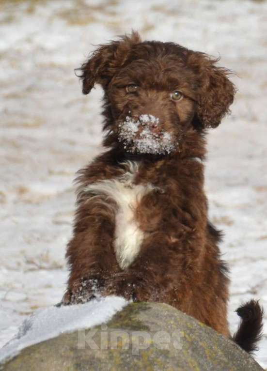 Собаки в других городах Московской области: Миниатюрная девочка Девочка, 40 000 руб. - фото 2