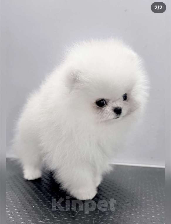 Собаки в Воронеже: Мальчик кремового померанского шпица Мальчик, Бесплатно - фото 1