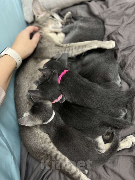 Кошки в Москве: Ориентальная малышка Бриджит Bridget Девочка, 60 000 руб. - фото 2