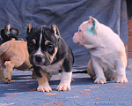 Собаки в Ангарске: Американский булли. Щенки Разнополые, 80 000 руб. - фото 7