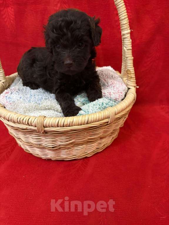 Собаки в Москве: Той  пудель-   Шоколадный  Мальчик Мальчик, 65 000 руб. - фото 2