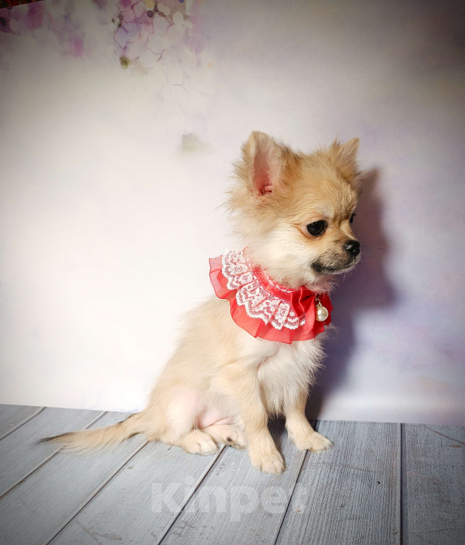 Собаки в Москве: Курносая красотка Девочка, 25 000 руб. - фото 4