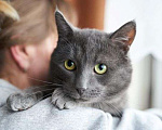 Кошки в Москве: Маффин, серый красавец с мягким сердцем ищет дом Мальчик, Бесплатно - фото 2