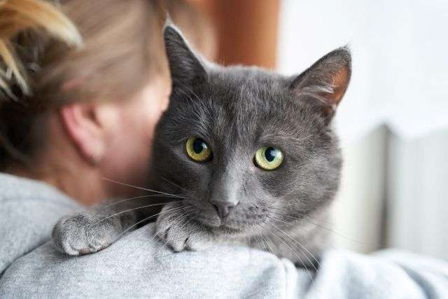 Кошки в Москве: Маффин, серый красавец с мягким сердцем ищет дом Мальчик, Бесплатно - фото 2