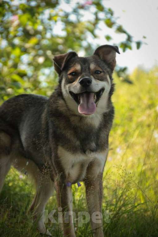 Собаки в Санкт-Петербурге: Всегда всем довольный небольшой пёсик Мальчик, Бесплатно - фото 10