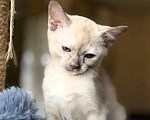 Кошки в Воронеже: Котенок Европейская Бурма Девочка, Бесплатно - фото 5