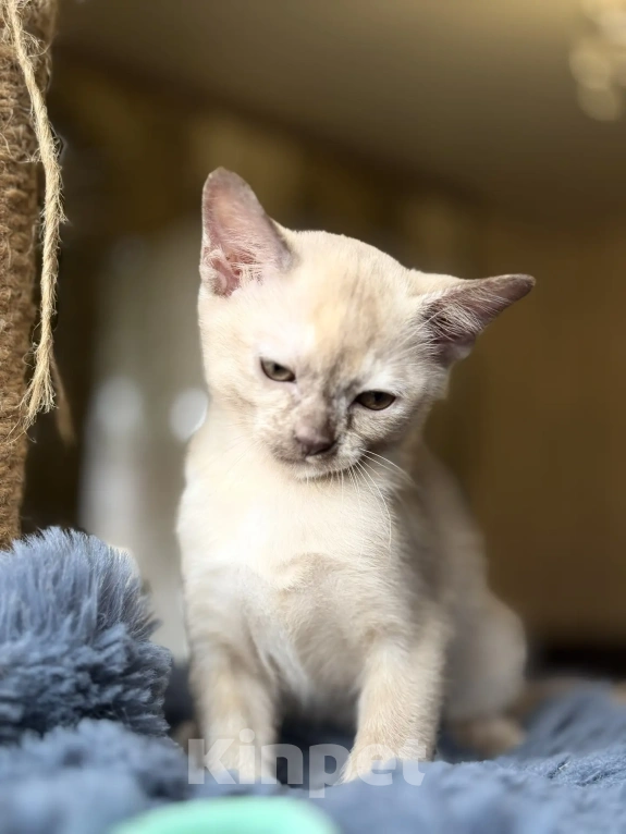 Кошки в Воронеже: Котенок Европейская Бурма Девочка, Бесплатно - фото 5