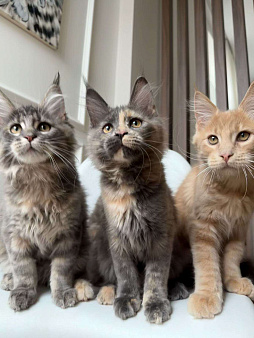 Продаем Котят породы Мейн-Кун