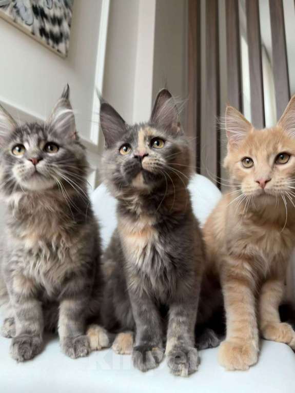 Кошки в Санкт-Петербурге: Продаем Котят породы Мейн-Кун Девочка, 20 000 руб. - фото 1