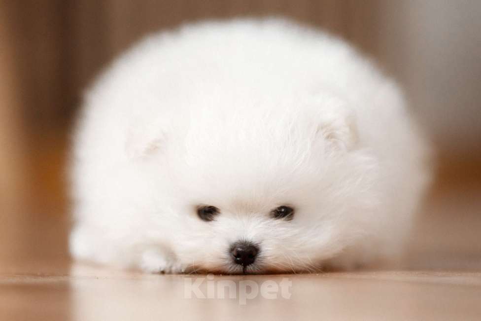 Собаки в Новосибирске: Щенок померанского шпица Мальчик, 50 000 руб. - фото 3