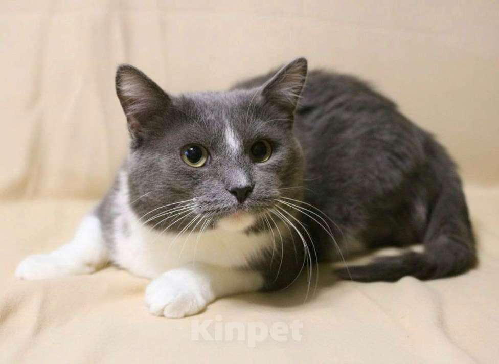 Кошки в Москве: Котик Дымок в добрые руки  Мальчик, Бесплатно - фото 2