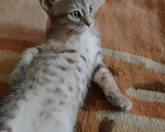 Кошки в Воронеже: Кошечка Девочка, Бесплатно - фото 4