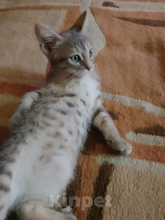 Кошки в Воронеже: Кошечка Девочка, Бесплатно - фото 4