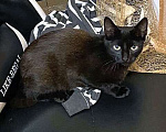 Кошки в Санкт-Петербурге: Красавец Бруно, элегантный черный котенок в добрые руки Мальчик, Бесплатно - фото 1