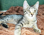 Кошки в Фролово: Котята в добрые руки, Бесплатно - фото 2