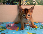 Кошки в Сальске: Абиссинские котята, 25 000 руб. - фото 5