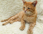 Кошки в Москве: Ласковый кот Рыжик ищет дом! Мальчик, Бесплатно - фото 6