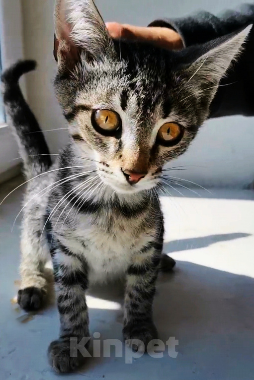 Кошки в Уфе: Котенок в добрые руки, мальчик, 2 месяца Мальчик, Бесплатно - фото 5