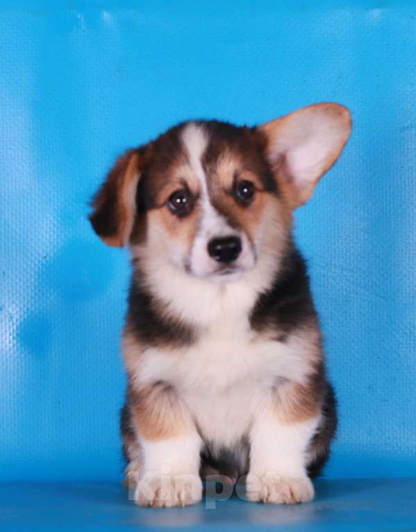 Собаки в Москве: вельш корги пемброк щенки Мальчик, 90 000 руб. - фото 3