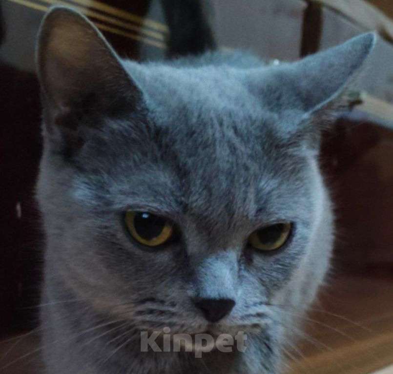 Кошки в Москве: Отдам кошку град Московский  Девочка, Бесплатно - фото 3