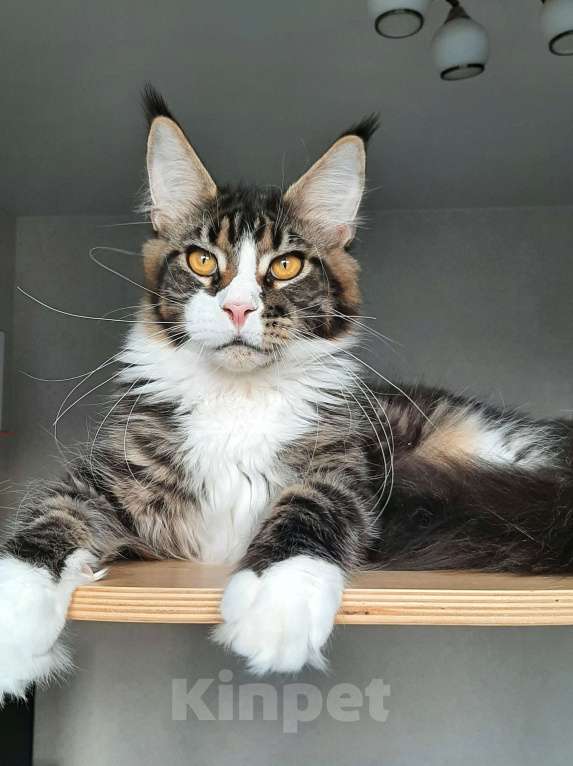 Кошки в Краснодаре: Котенок-гигант Мальчик, 25 000 руб. - фото 1