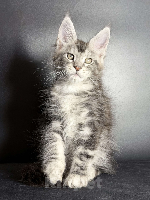 Кошки в других городах Московской области: Замечательная серебряная кошечка Девочка, 30 000 руб. - фото 4