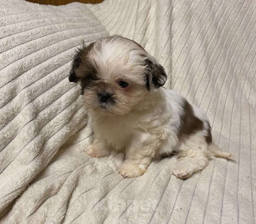 Собаки в Санкт-Петербурге: Милашечка ши тцу  Девочка, 35 000 руб. - фото 6