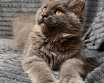 Кошки в других городах Московской области: Котенок мейн кун, 3 месяца Девочка, 90 000 руб. - фото 6