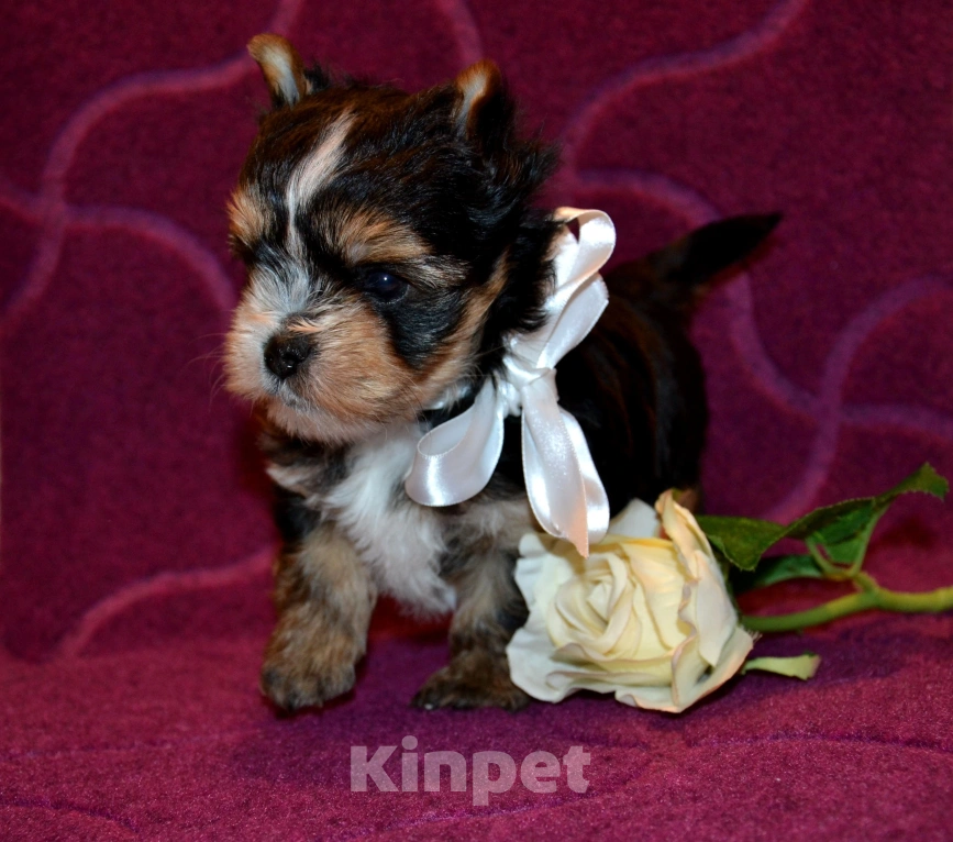 Собаки в Москве: Щенок-мальчик цветного йорка  Мальчик, 25 000 руб. - фото 2