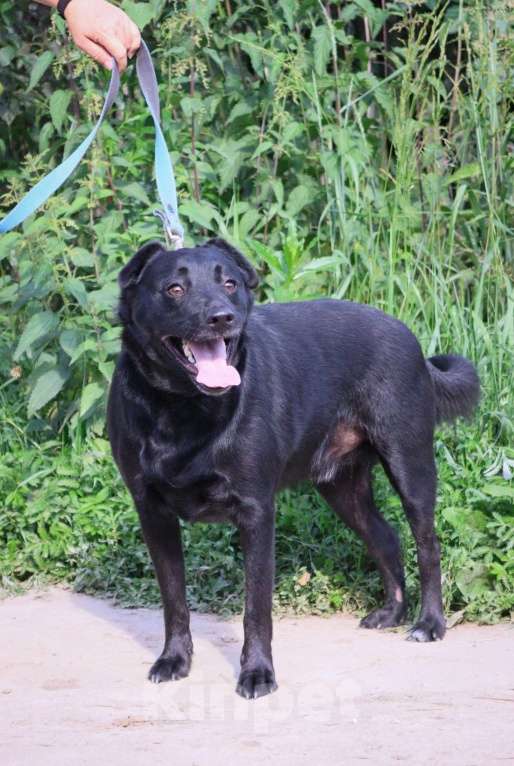 Собаки в Москве: Агату нужен дом  Мальчик, Бесплатно - фото 3