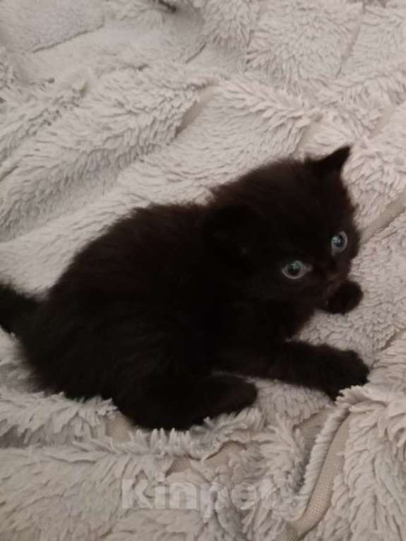 Кошки в Барнауле: Тусси Девочка, 15 000 руб. - фото 3