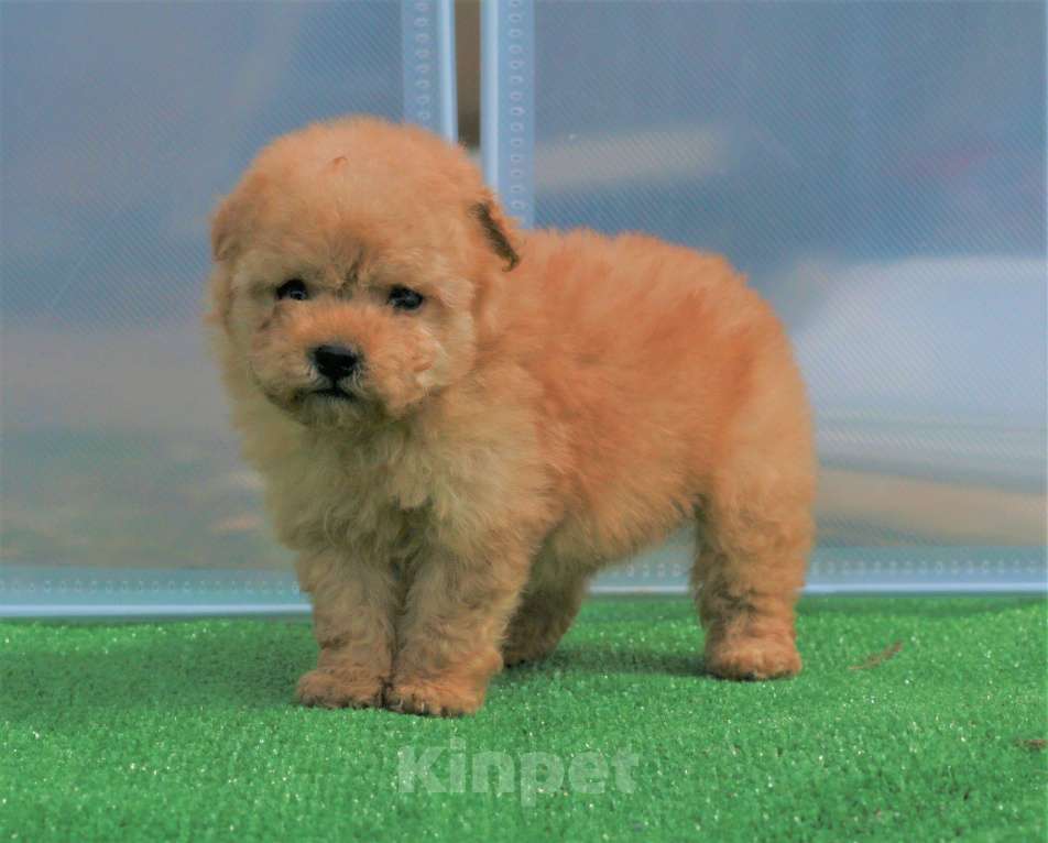 Собаки в Москве: мальтипу щенок мини девочка Девочка, 130 000 руб. - фото 7