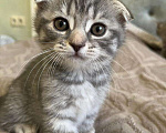 Кошки в Долгопрудном: Продается шотландский вислоухий котенок Девочка, 3 000 руб. - фото 1