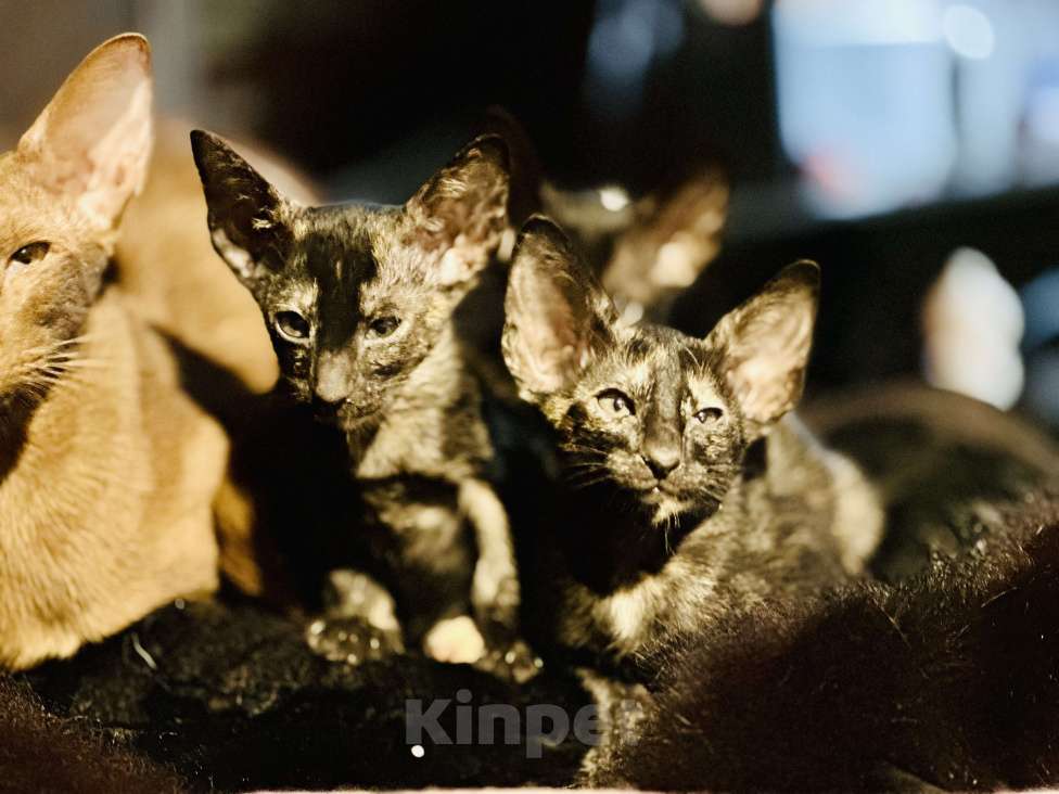 Кошки в Рассказово: Девочка ориентальной породы  Девочка, 40 000 руб. - фото 2