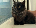 Кошки в Москве: черно-серый котенок Шэдоу ищет дом Девочка, Бесплатно - фото 6