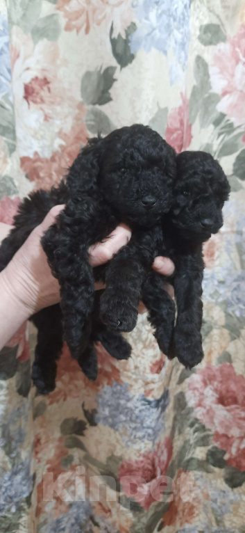 Собаки в Санкт-Петербурге: Щенки карликового пуделя Девочка, 30 000 руб. - фото 2