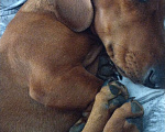 Собаки в Щербинке: Потерялась собака по кличке фредии  Мальчик, Бесплатно - фото 7