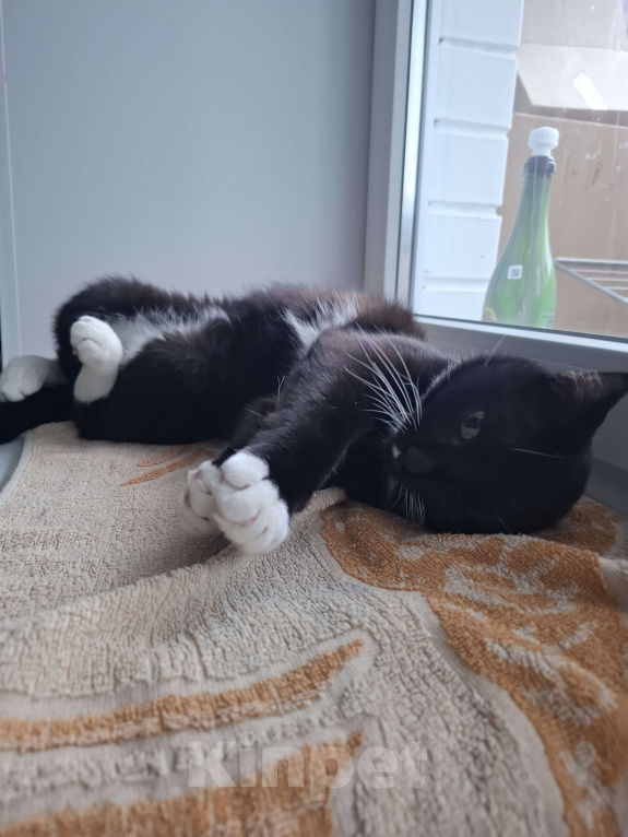 Кошки в Балашихе: отдам кота в добрые руки Мальчик, Бесплатно - фото 2