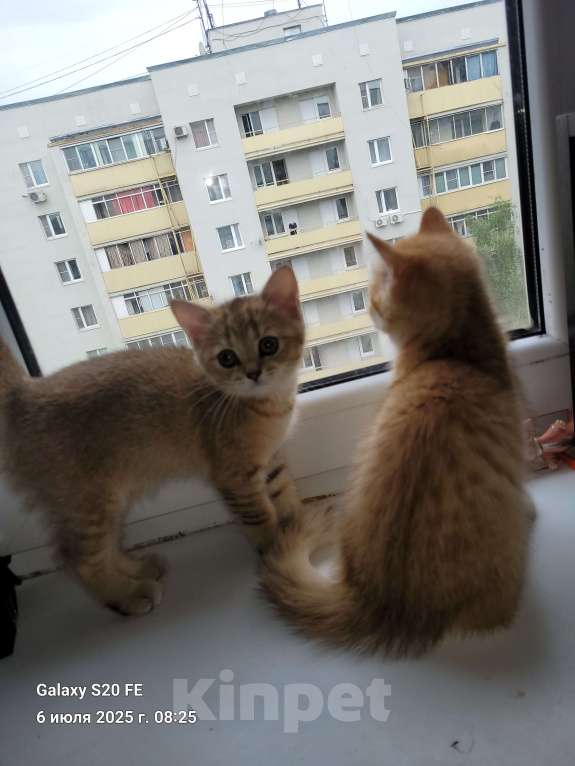 Кошки в Москве: NY 12 Мальчик, 15 000 руб. - фото 3