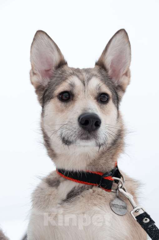 Собаки в Ногинске: Харизма, ум и манеры. Ваша будущая лучшая подруга уже здесь! Девочка, Бесплатно - фото 1