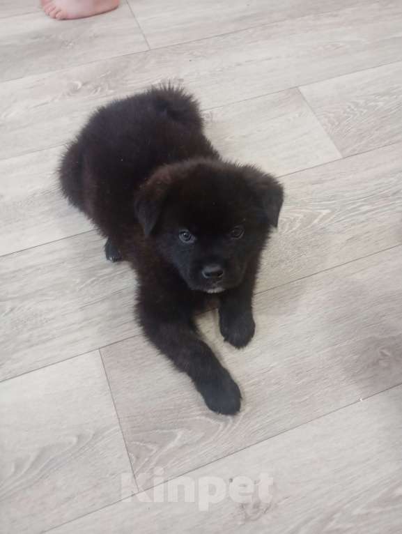 Собаки в Красноярске: Щенок Мальчик, Бесплатно - фото 6