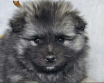 Собаки в Новосибирске: Вольфшпиц от титулованных родителей Мальчик, 60 000 руб. - фото 1
