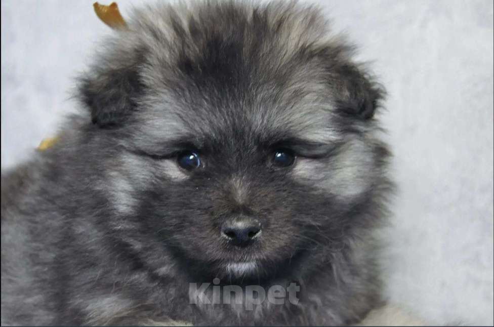 Собаки в Новосибирске: Вольфшпиц от титулованных родителей Мальчик, 60 000 руб. - фото 1