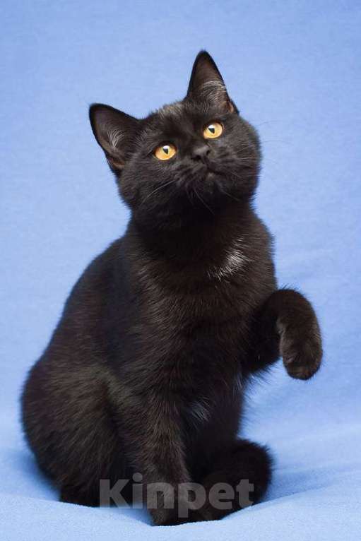 Кошки в Москве: Черный золотоглазый ручной котенок Ноа в добрые руки Девочка, 10 руб. - фото 4