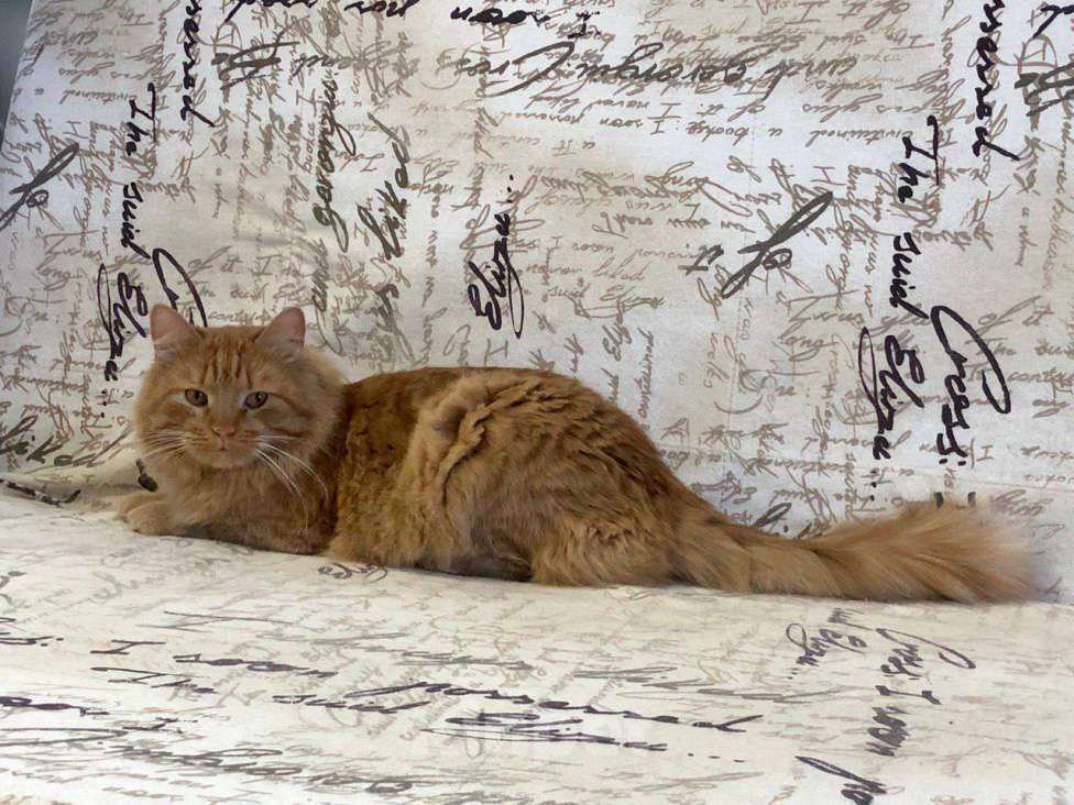 Кошки в Москве: Кот для эстетов - Абрикос ищет дом 💎 Мальчик, Бесплатно - фото 4